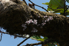 Dendrobium microbulbon